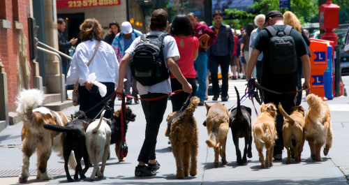 An army of dogs, dog walker, walking dog, dog walk, PhotoDropper 5 Home Based Business Ideas for Pet Lovers, Which One is For You? an army of dogs 500x265 rocky and bella pet sitter pet protector mlm companies Lifes Abundance home business for pet lovers gourmet dog treats featured etsy dog walker dog poop scooper lifes abundance dog services