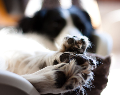 Paws, PhotoDropper Save the Date | Keep the Tail Wagging Summer Giveaways for Dog Lovers paws 500x397 featured giveaways