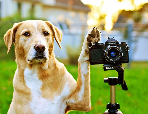 Photographers expand horizons in 2010 Army Digital Photography Contest 110311, Take Your Dog to Work Today, Dog Camera, PhotoDropper Dear Inquisitive Canine | Friday is Take Your Dog to Work Day photographers expand horizons in 2010 army digital photography contest 110311 500x384 take your dog to work day featured dog training dear inquisitive canine
