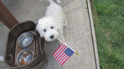Goldendoodle waving the flag, Fourth of July, Dog with Flag, PhotoDropper Holiday Safety Tips for Pets by Dear Inquisive Canine goldendoodle waving the flag 500x280 summer holiday safety featured dog safety dog training dear inquisitive canine