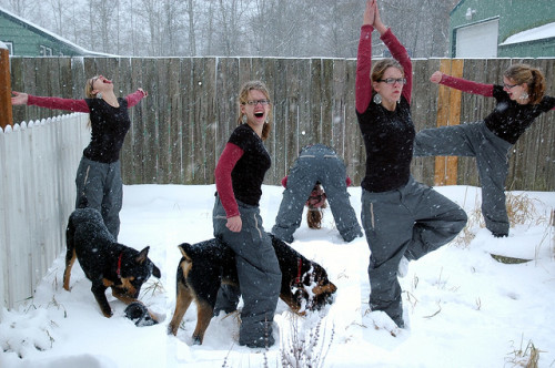 playing in the snow, winter, dogs and snow We Need More than Crackling Fires to Protect Our Dogs in the Cold Weather you cant make this out of styrofoam and duct tape 500x332 winter dog safety dog paws blissful dog dog safety dog health