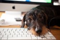Property Taxes, Tax Deductions and Pets, Tax Deductions and Foster Pet