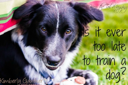 Is it Ever Too Late to Train a Dog, Dog Training, Dog Obedience Training