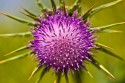 Milk Thistle, liver detoxifier, detox dogs after flea treatment