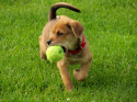 Playing Fetch, Puppy with a Ball