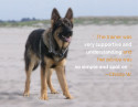 AKC GoodDog! HelpLine Testimonial - christy_w_boomer_2