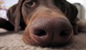 dog nose, close up of dog nose