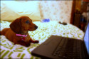 studying dog care online, dog with notebook, dog with computer, dog with laptop