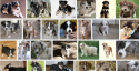 Australian Shepherd Mix Puppies