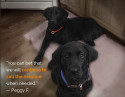 AKC Good Dog Help Line