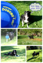 Aerobie Dogobie Discs Collage