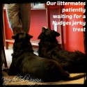 Nudges Premium Jerky Cut, US Chicken Jerky Dog Treats, Safe Chicken Jerky Dog Treats