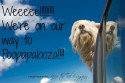 Puppy Vaccinations and Side Effects, Diarrhea in Dogs