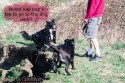 Would you pay a fee to go to the dog park?
