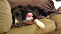 Rodrigo sleeping with a stuffed toy, not destroying it.