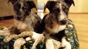 Dog Bed DIY, Molly Mutt