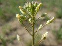 Camelina microcarpa, Camelina flower