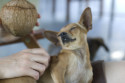 dog and coconut oil