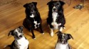The Dogs Waiting for Sam's Yams