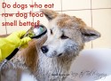 Dogs Who Eat Raw Dog Food Smell Better