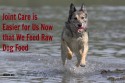 Joint Care is Easier on Raw Dog Food