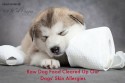raw dog food and skin allergies