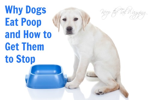 make my dog stop eating poop