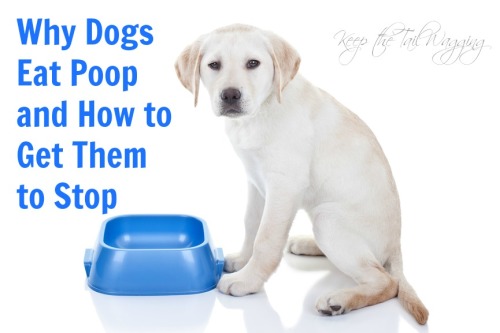 How To Stop Your Dog From Eating Poop Keep The Tail Wagging